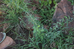 Galactia tenuiflora var. villosa